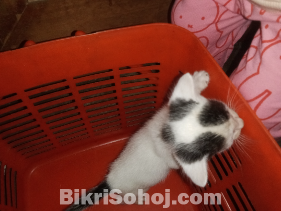 Baby cat